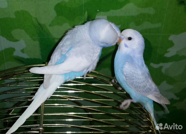 Волнистые птенцы 35дней в центре