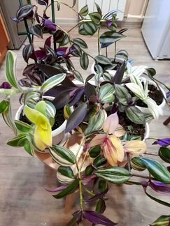 Традесканция