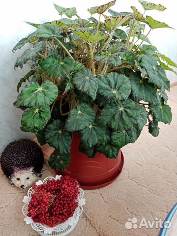 Цветы В ассортименте