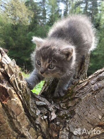 Котята ищут дом картинки