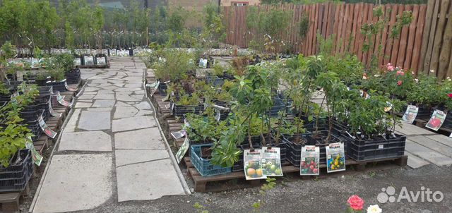 Саженцы с плодопитомника