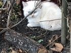 Сибирские котята 3 месяца объявление продам