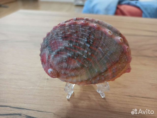 Морская раковина