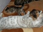 Бенгальская кошка вязка объявление продам