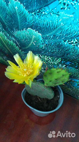 Кактус Опунция