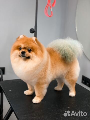 Груминг стрижка собак