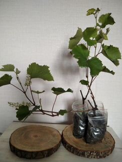 Саженцы винограда