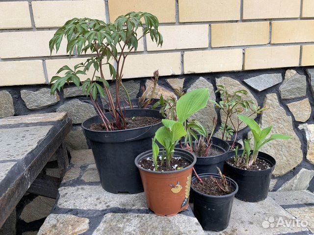 Пионы, хоста,лилейник,сирень