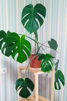 Большое офисное растение монстера