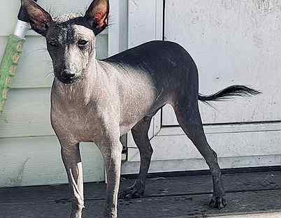 Ксолоитцкуинтли. Мексиканская лысая ксолоитцкуинтли. Ксолоитцкуинтли. Ксолоитцкуинтли карликовый. Ксолоитцкуинтли окрасы.