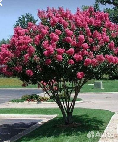 Лагерстремия индийская сирень