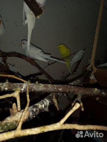 Птенцы волнистый попугай