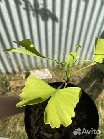 Гинкго билоба саженцы
