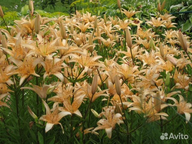 Лилии азиатки и ла-гибриды