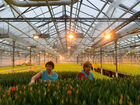 Рабочие на цветочные теплицы в Голландию