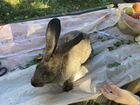 Кролики (мясные) объявление продам