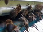 Пчелопакеты, пчелосемьи среднерусская пчела