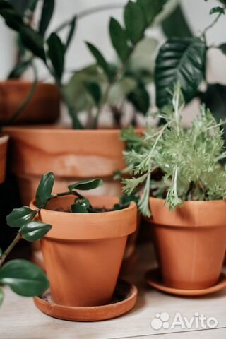 Керамические горшки