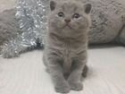 Шотландские голубые чистокровные котята объявление продам