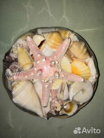Морские ракушки раковины