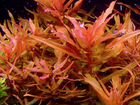 Теодоксусы,аквариумные растения объявление продам