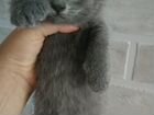 Кошки в добрые руки