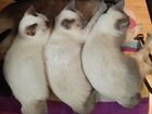 Клубные котята меконгского бобтейла