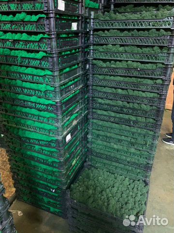 Стабилизированный мох опт розница