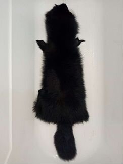 Шкурка песца