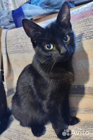 Кошечка Джесс ищет дом