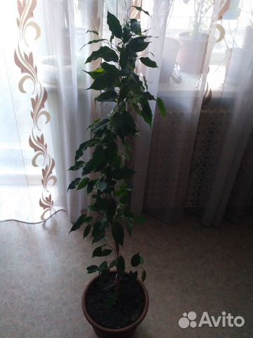 Фикус бенджамина 1.3 м