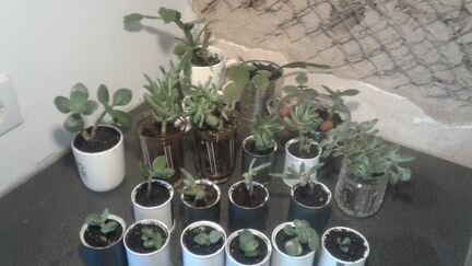 Суккуленты