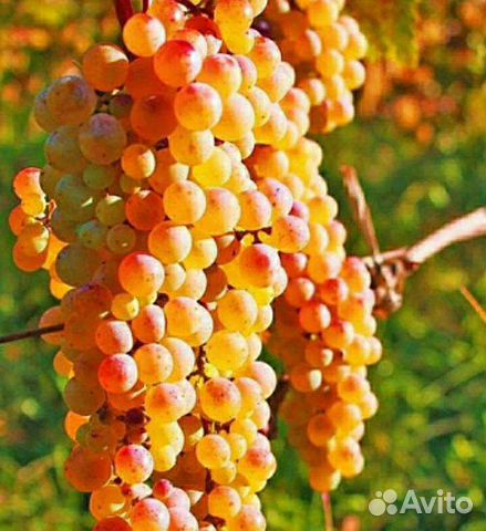 Ркацителли