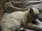 Сиамский кот бесплатно объявление продам