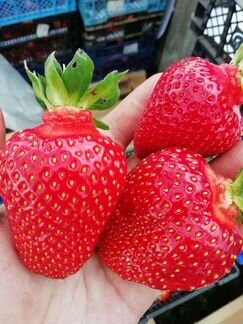 Саженцы Клубники Кассета Копанка