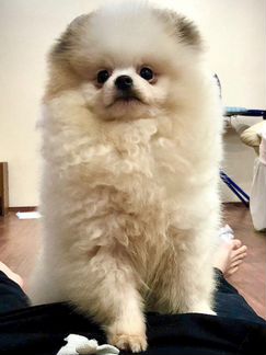 Кобель для вязки шпиц