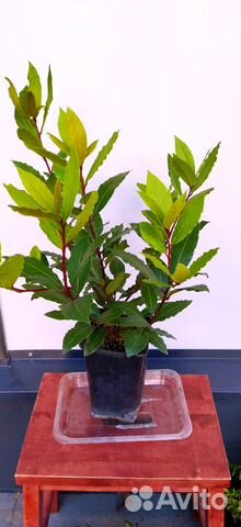 Лавр, Банан, Олива, Мирт, Антуриум Блэк Лав