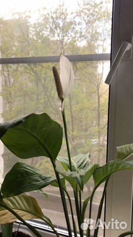 Спотифилум