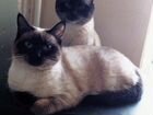 Тайские котята из питомника объявление продам