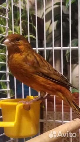 Кенара и канарейки