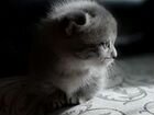 Котик манчкин -пробег 1.5 месяца