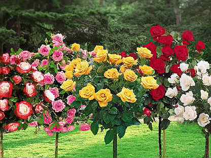 Купить садовые цветы в чебоксарах цветы пионы купить тольятти