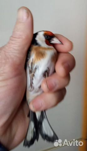 Голуби статные разные