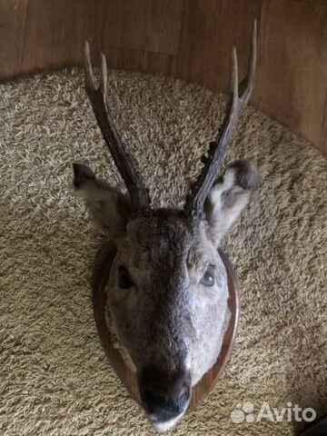 Чучело косули