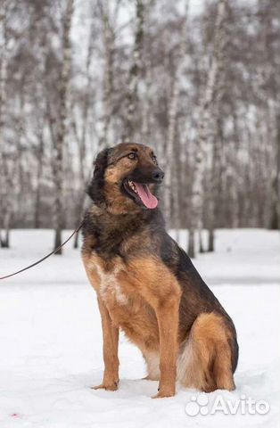 Метис малинуа в приюте ищет дом