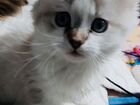 Котята породы Невская Маскарадная объявление продам
