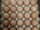 Инкубационное яйцо и молодняк из Европейского яйца объявление продам