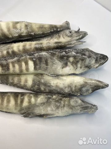 Ледяная н/р IQF 250