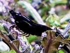 Креветки неокаридины черные