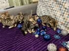 Бенгальские котята WCF объявление продам